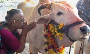 गौरक्षा कानून