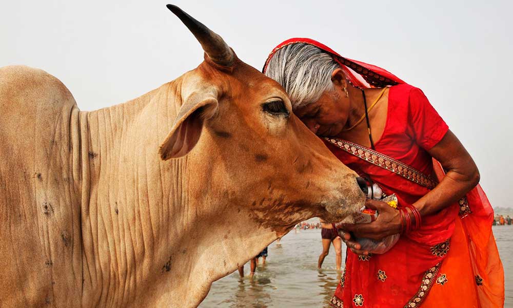 So You Think Hinduism Banned Beef Forget It 