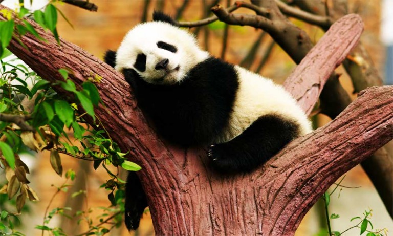 10 Fun Facts Of Panda Which Will Make You Go 'Awwww'