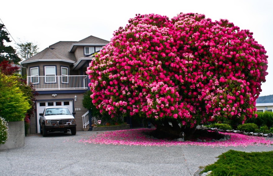 125-year-old rhododendron, Canada