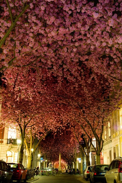 Cherry trees in bloom, Germany