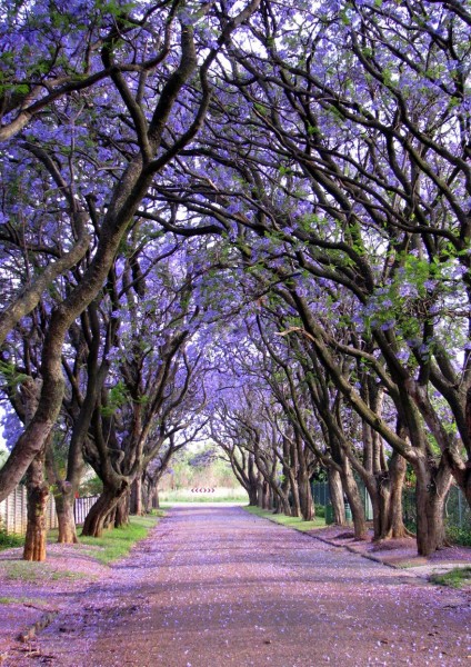 Jacaranda trees, South Africa