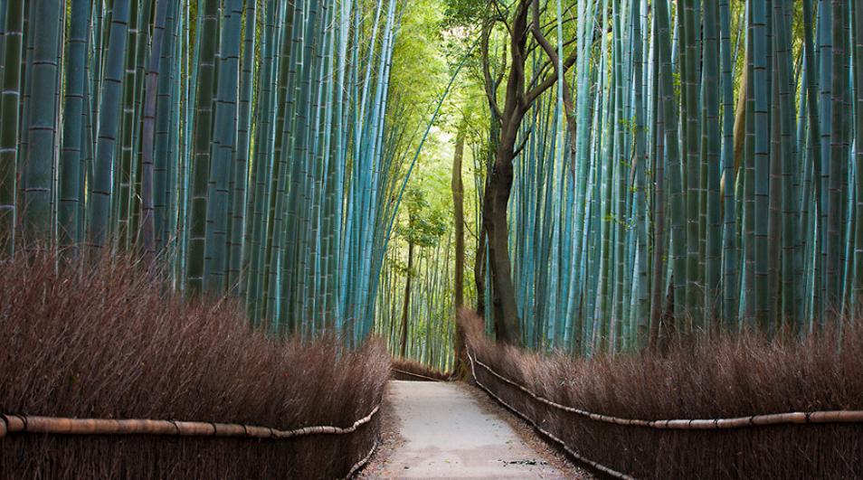 bamboo-forest