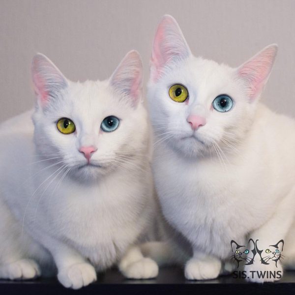 Meet Adorable Twin Cats With Heterochromatic Eyes Who Are Mesmerizing The World