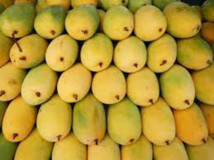 yummy tummy mangoes