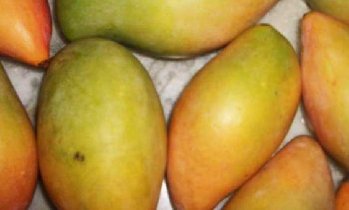 yummy tummy mangoes