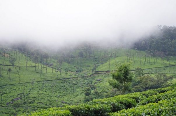 Hill Station Munnar Is Freezing In Cold, Find Out The Breathtaking Pictures