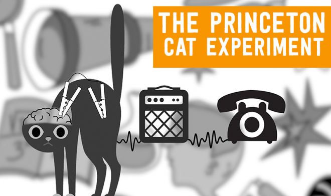 cat call experiment