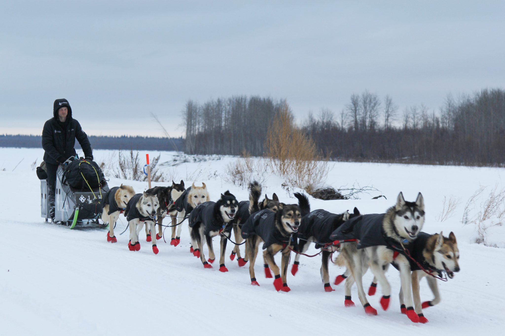 Know About The Ancient Dog Breeds Who Still Exists