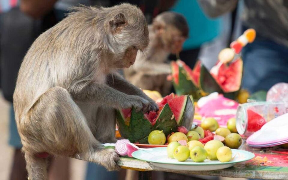 Monkey Buffet, the unique Festival of Thai's and Mongoloid's