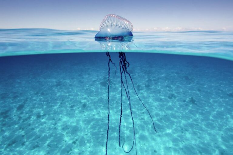 yes-jellyfish-never-die-unless-you-can-kill-them